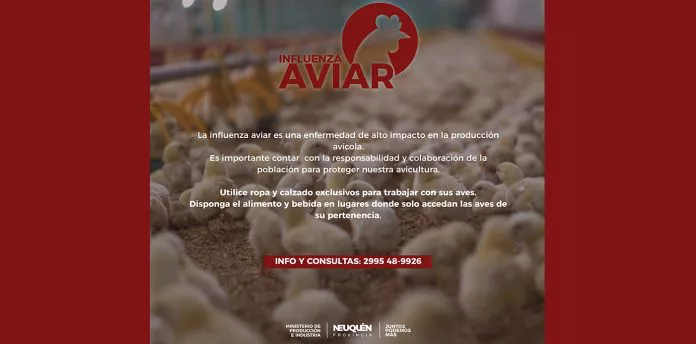 web-gripe-aviar_Mesa-de-trabajo-1-copia-5-696x344