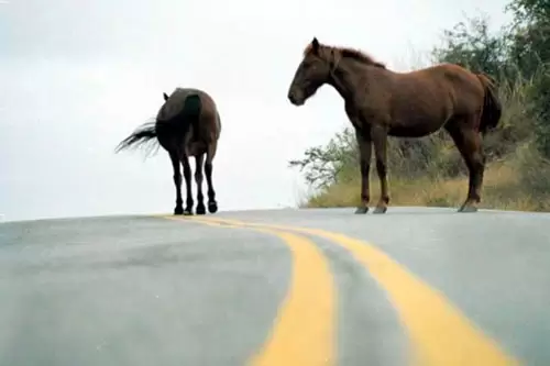 multimedia.miniatura.adbe3ec1eefff595.Q2FiYWxsaXRvc19taW5pYXR1cmEud2VicA==