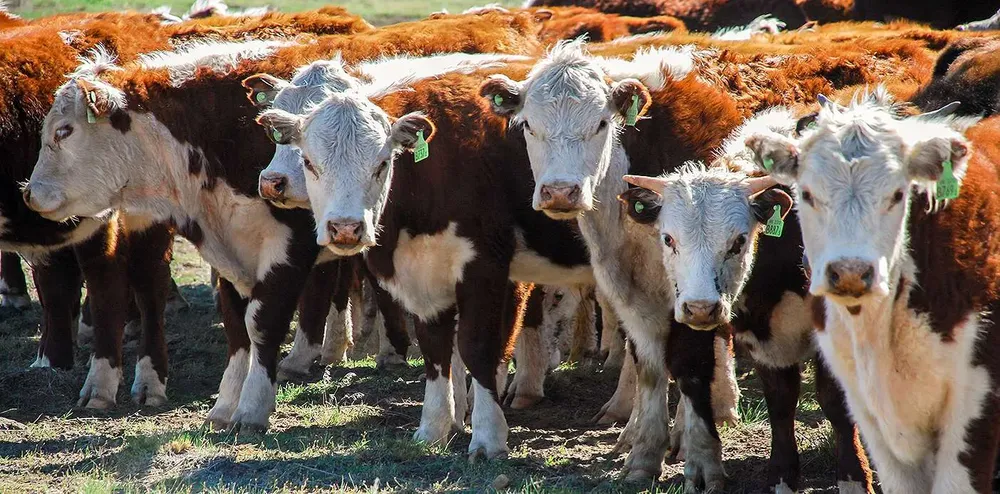 WEB-Remate-de-Reproductores-del-Norte-Neuquino-Ganaderia_VacunosDSC_2717_063 (1)