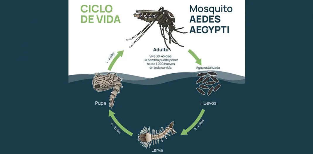 web-Dengue-ciclo-de-vida-1068x527