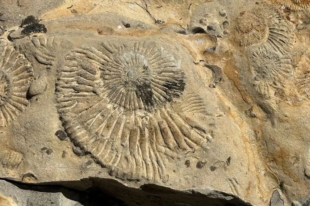 md - 2025-06-09T091731.862