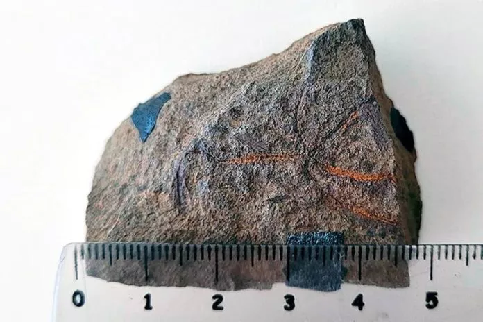 Fosil-696x464