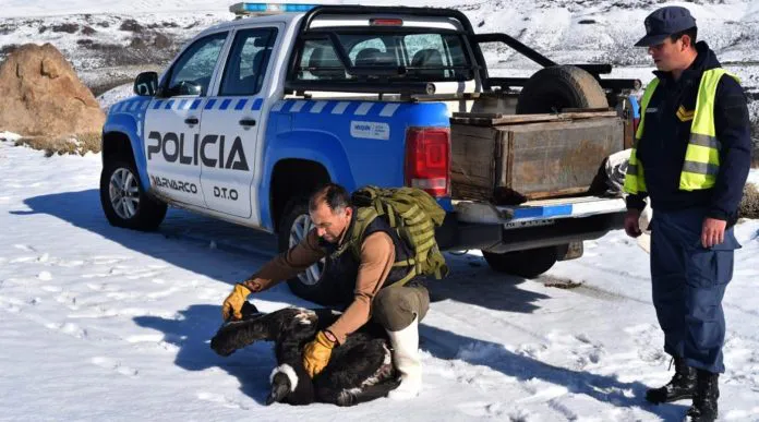 wEB...Condor-en-Los-Bolillos-2-696x387