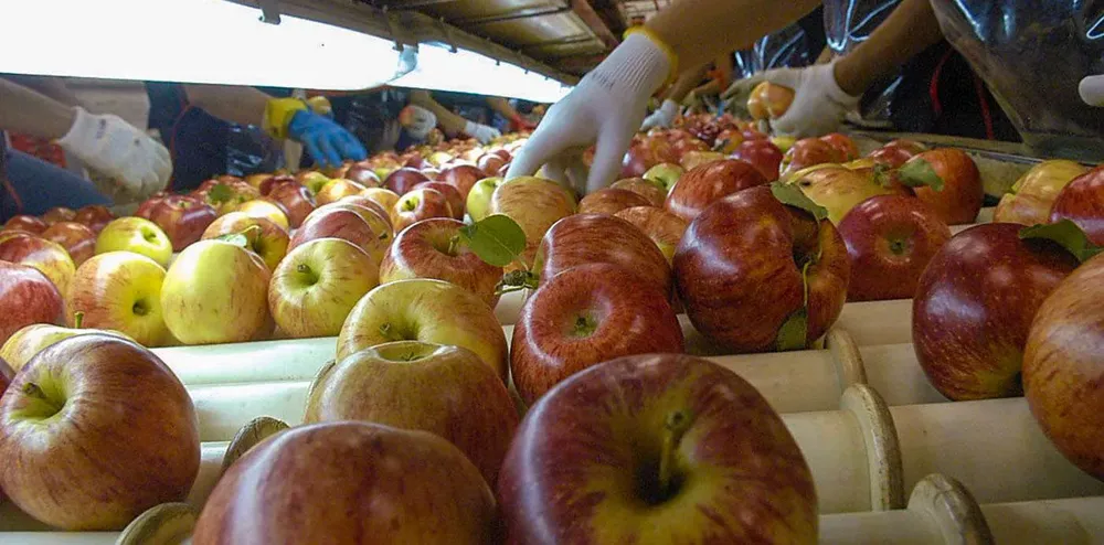 Produccion-Frutas-y-Verduras_empaque-de-manzana_030