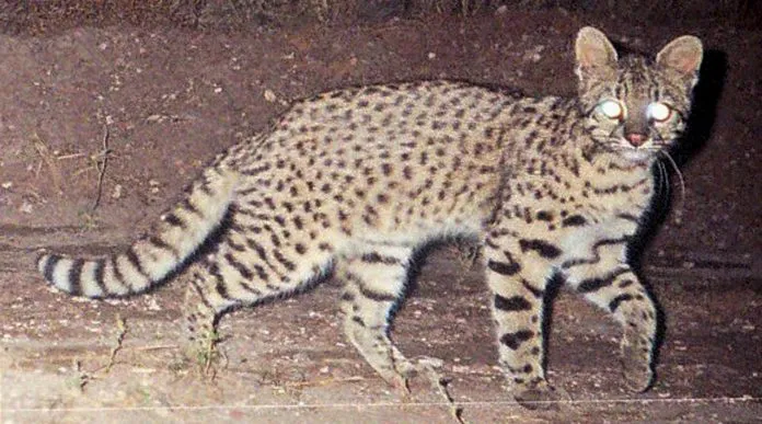 WEB-Alertan-por-la-caza-de-gatos-monteses-696x387