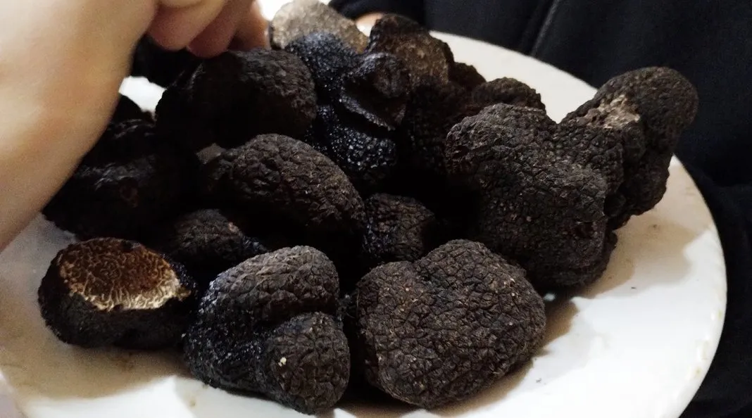 web-Trufa-4-1068x594