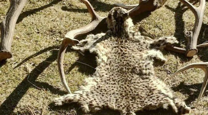 web-Fauna-Meliquina-6-696x387