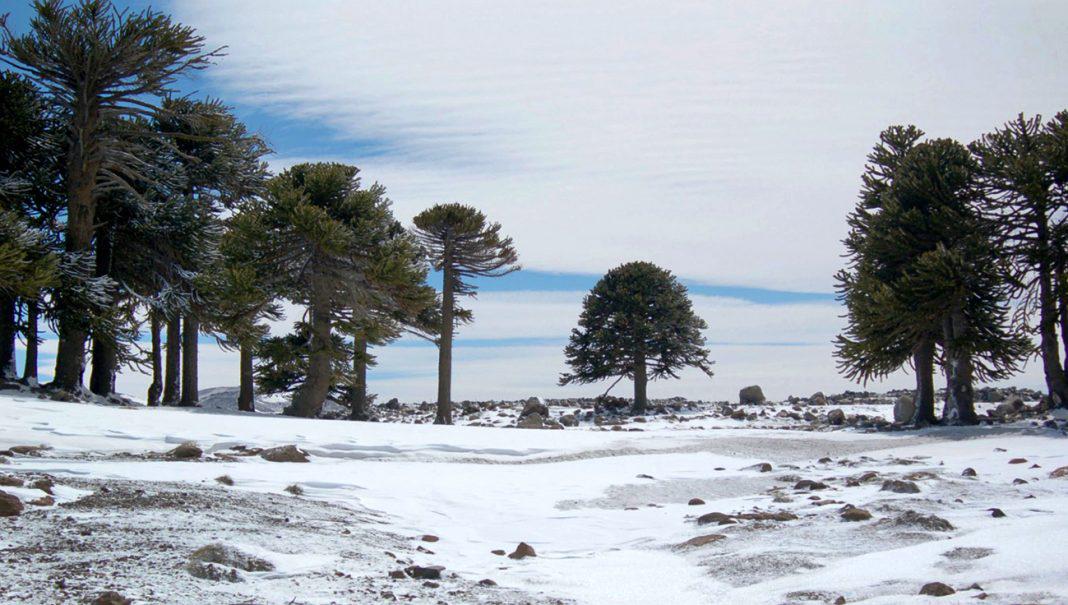 Por-la-ruta-de-la-nieve-a-Primeros-Pinos-095-1068x605
