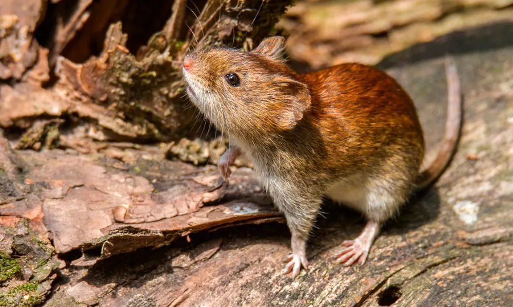 Raton colilargo