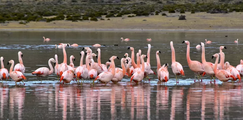 WEB avistaje de aves y la astrofotografía 31