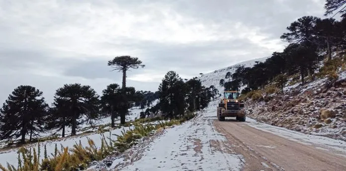 WEB-1-Ruta-23-pino-hachado-litran-696x344