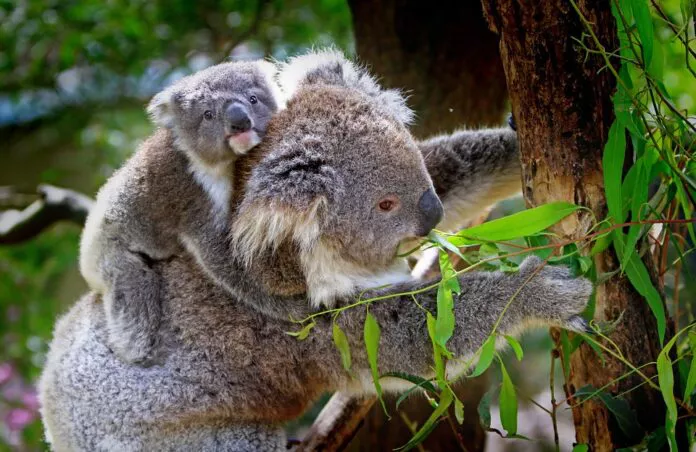 koalas-PIXABAY-696x452