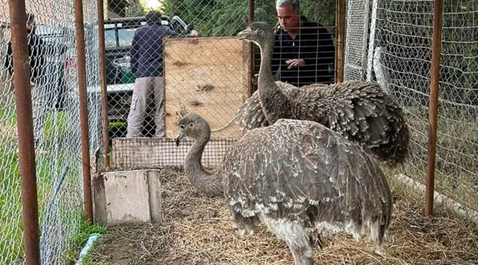 web-Fauna-provincial-libero-animales-en-cautiverio-4-696x387