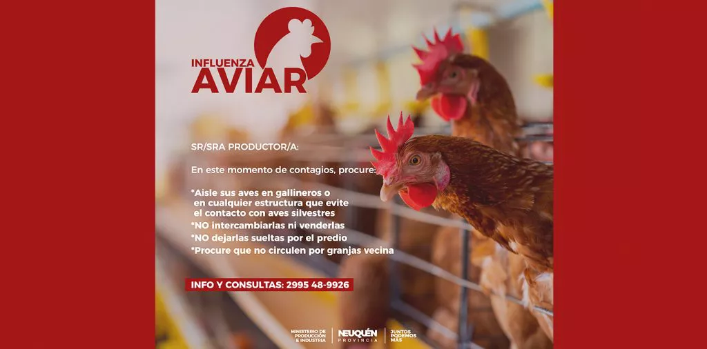 web-gripe-aviar_Mesa-de-trabajo-1-copia-3-1024x506