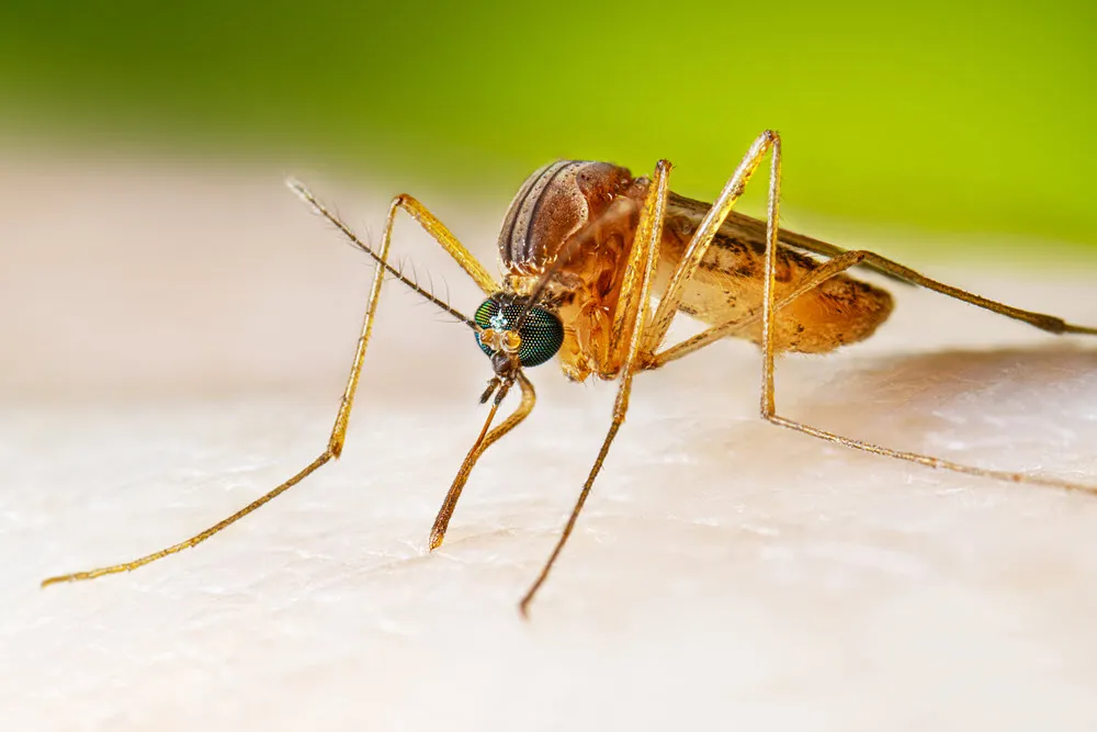 LVV7_Culex_quinquefasciatus_Adult_Feeding_2022_001