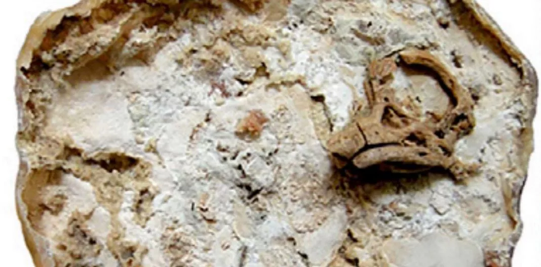 web-restituyen-fosil-de-dinosaurio-al-museo-carmen-funes-de-plaza-huincul-14-1068x528