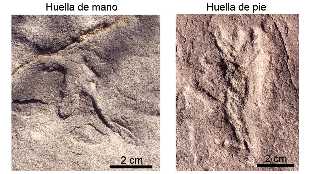 huellas-de-pterosaurios-02