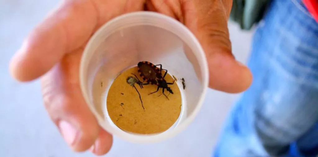 WEB-CHAGAS-vinchuca-1024x506