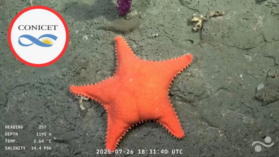 el-vivo-del-conicet-2071980