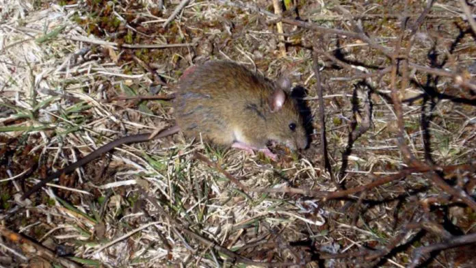 hantavirus-1-696x392