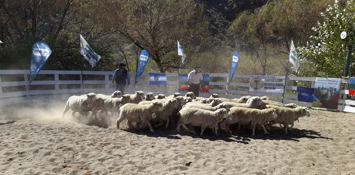 Web...calendario-de-ferias-ganaderas-1-696x344