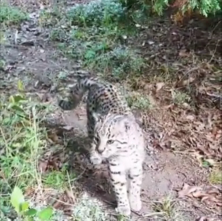 f768x1-158581_158708_78